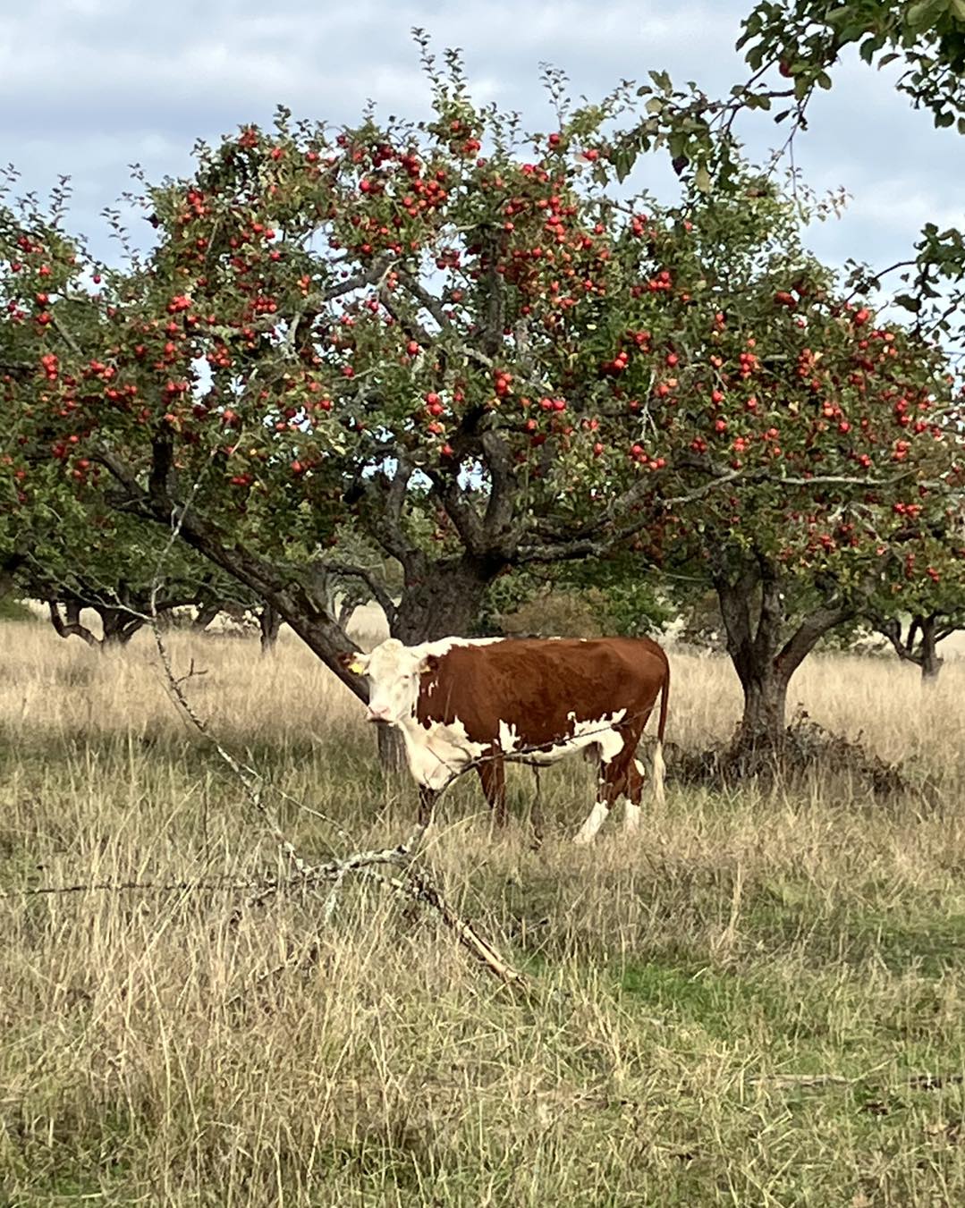 kossor på wijk slott