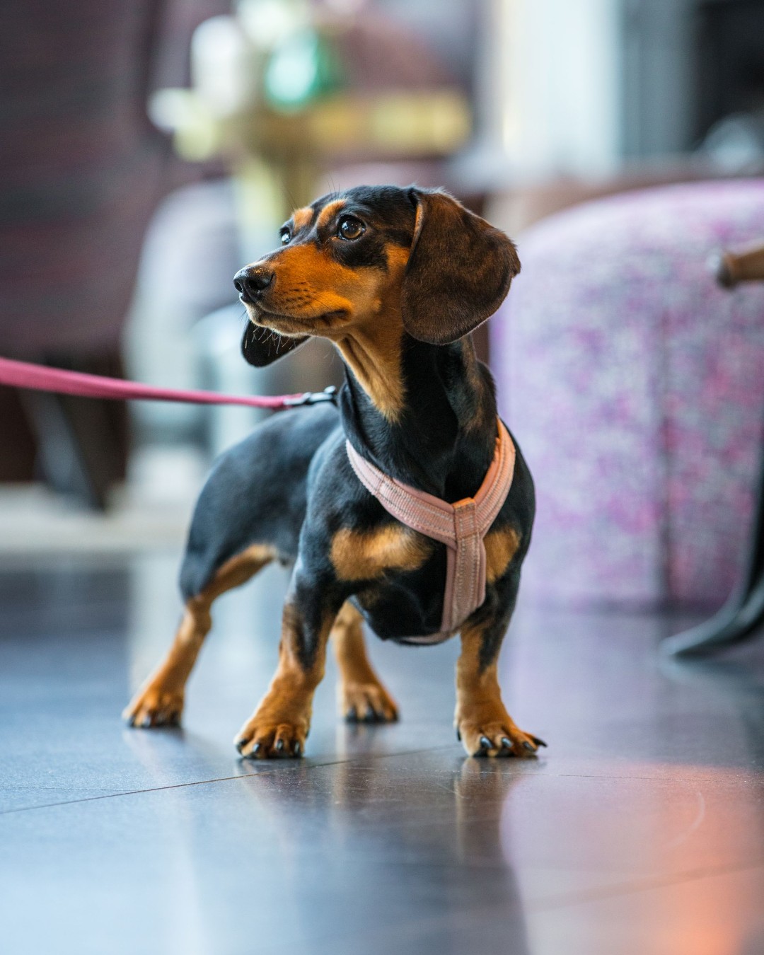 hund på hotell i uppsala